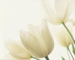 tulipas